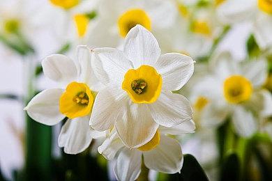 《赛博朋克2077》机器人伙伴Mod 战力强悍杀遍四方